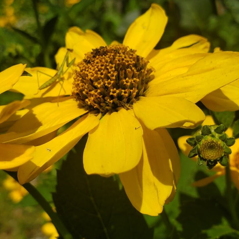False Sunflower Seeds - Flower Plant