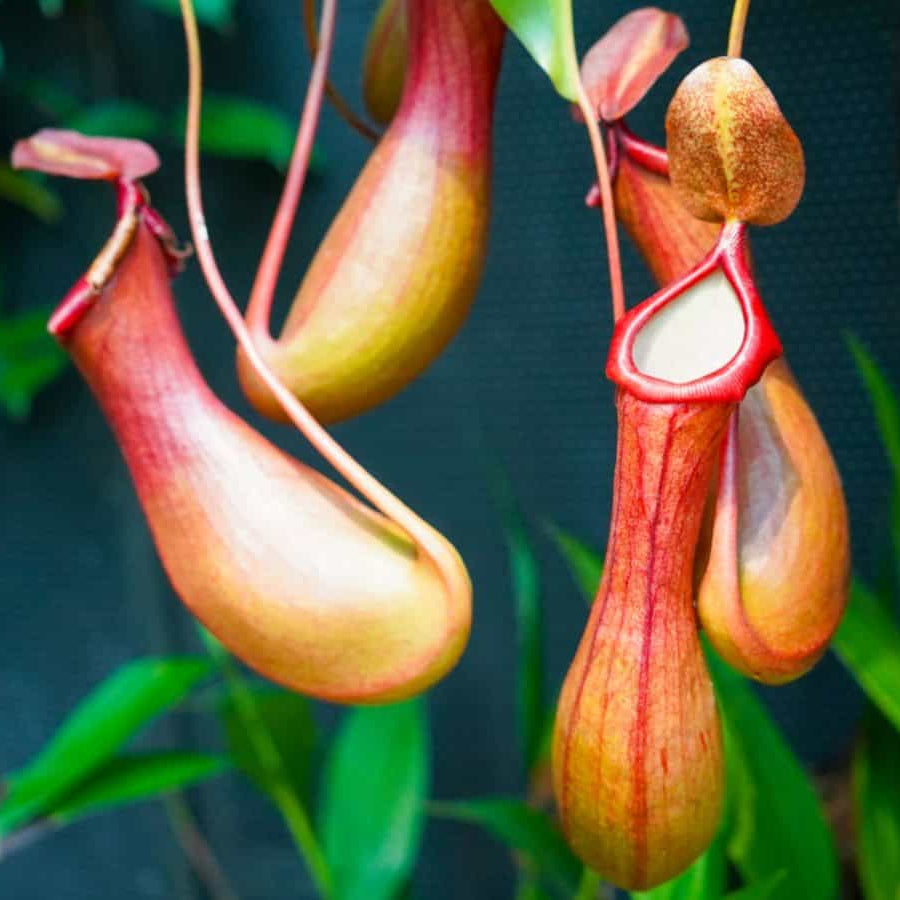 Fanged Pitcher Plant Seeds
