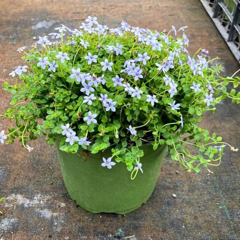 Fast Spreading Ground Cover Seeds