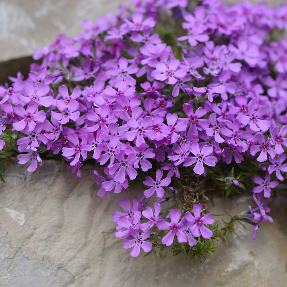 Fast Spreading Ground Cover Seeds