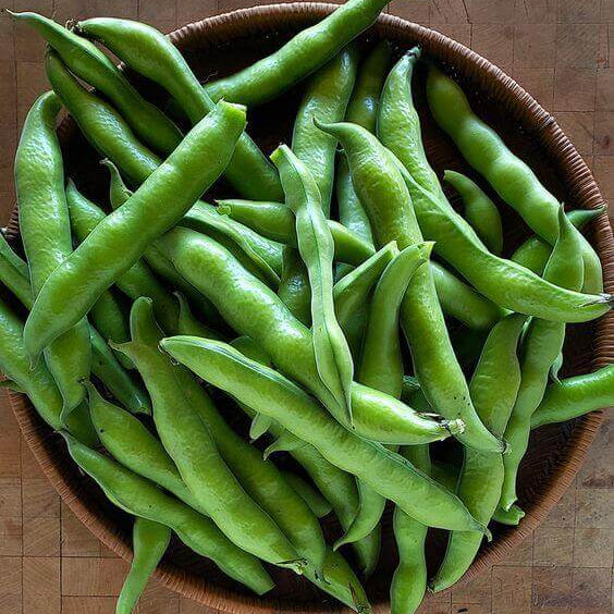 Fava Bean Seeds - Vegetable Plant