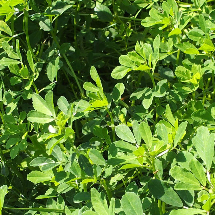 Fenugreek Seeds - Herbal Plant
