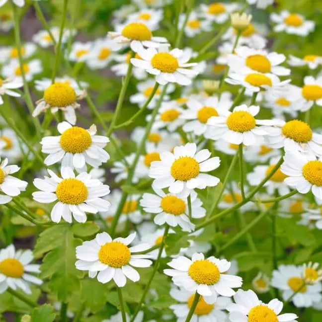 Feverfew Seeds