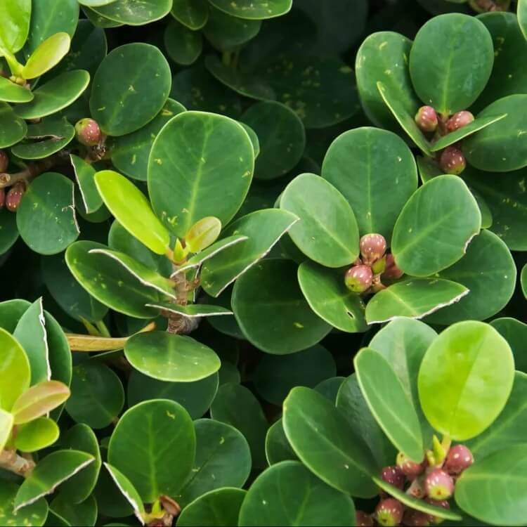 Ficus microcarpa Seeds