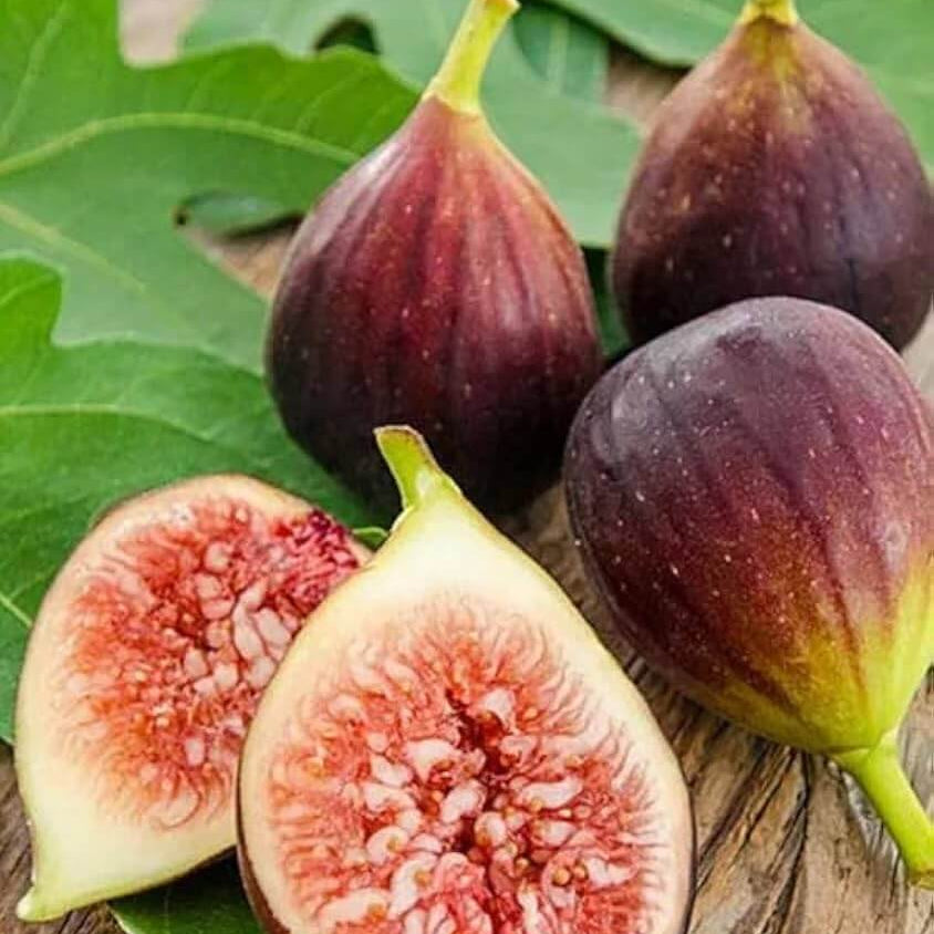 Fig Seeds - Fruit Plant for Home Gardens