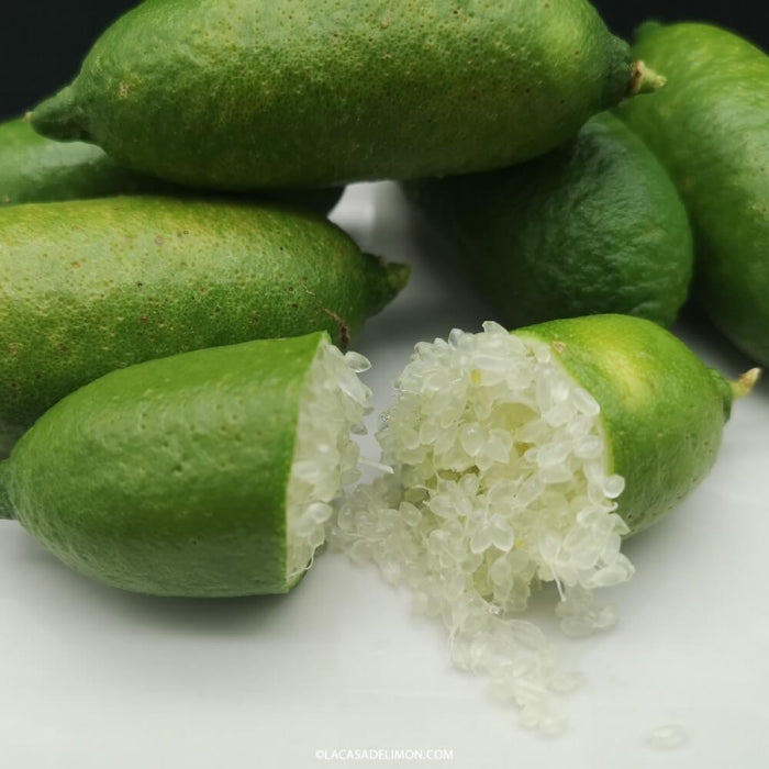 Finger Lime Seeds - Fruit Plant