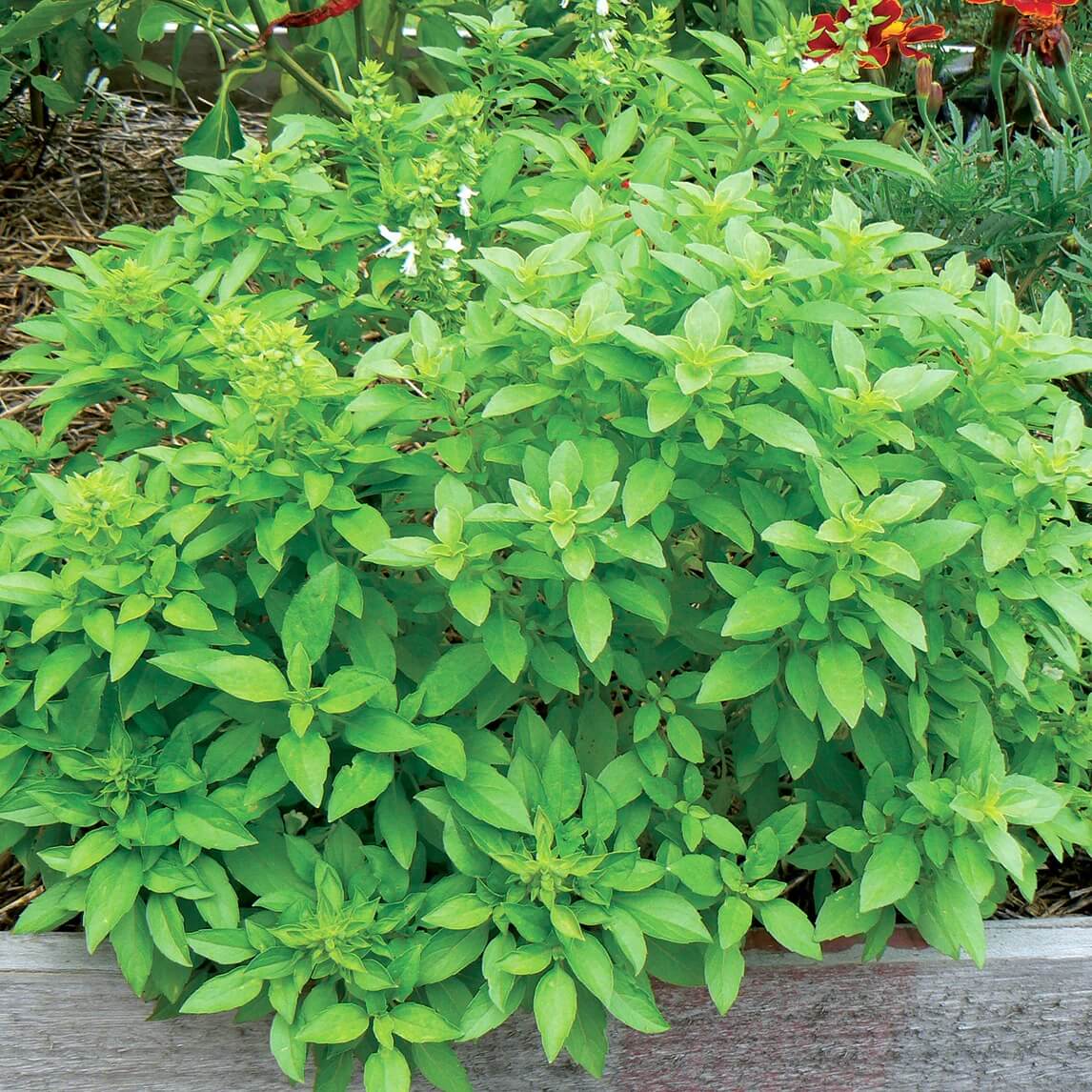 Fino Verde Basil Seeds - Herbal Plant