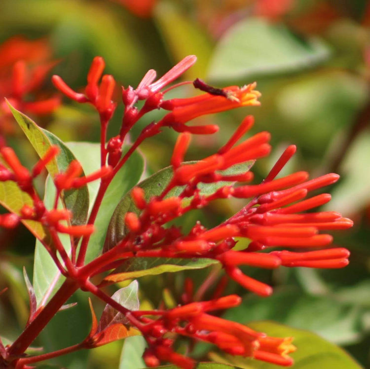Firebush Seeds - Tropical Plant Seeds for Home Gardens