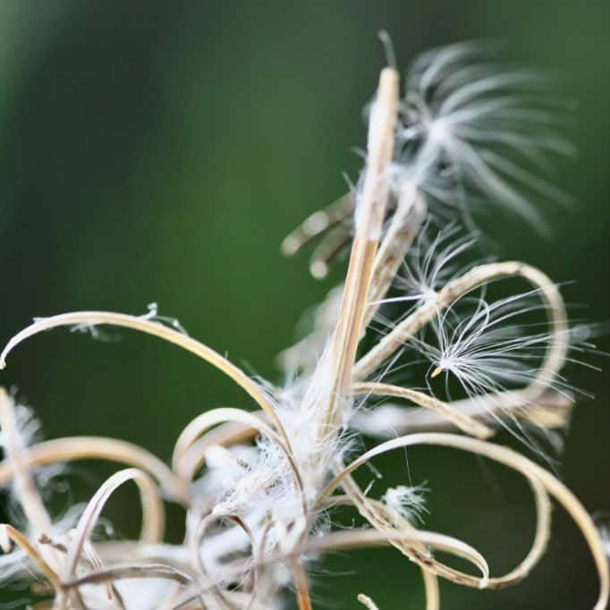 Fireweed Seeds