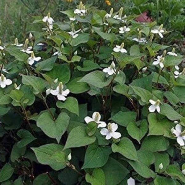 Fish Mint Seeds - Herbal Plant