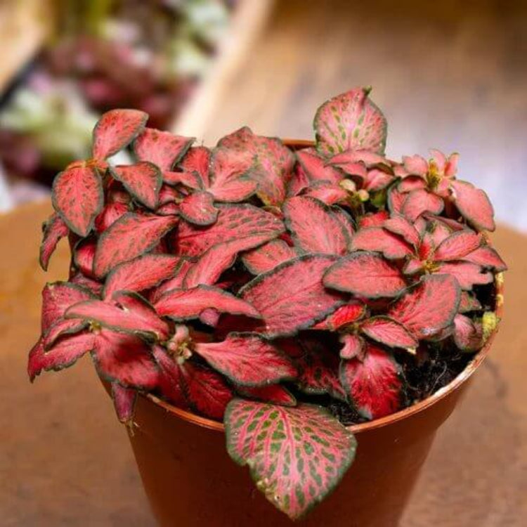 Fittonia Albivenis Seeds - Ornamental Houseplant for Home Gardens