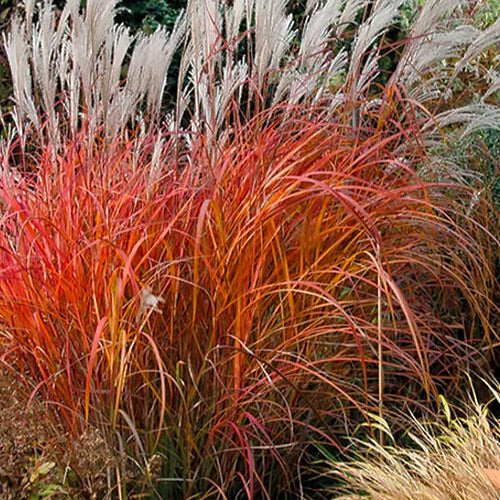 Flame Grass Seeds - Ornamental Grass Seeds for Home Gardens