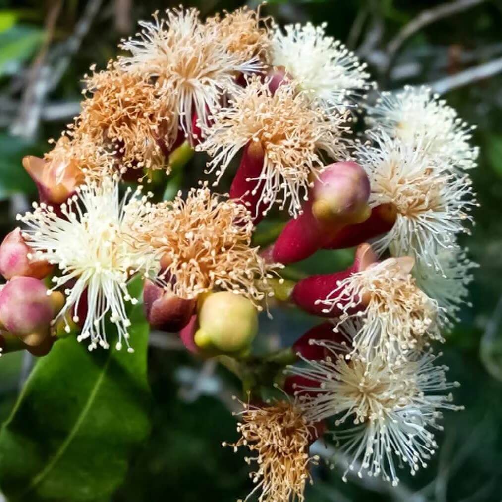 Flat White Fragrant Clove Seeds - Flower Plant