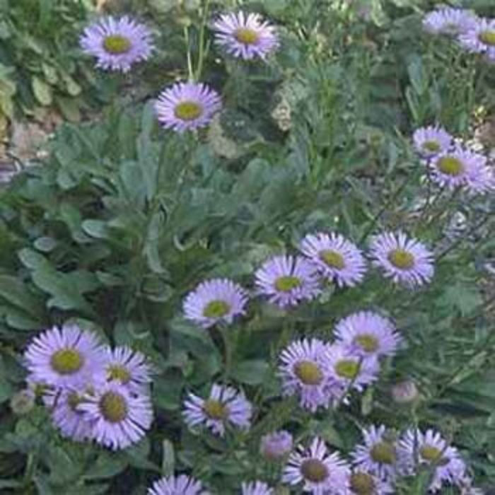 Fleabane Daisy Seeds - Flower Seeds