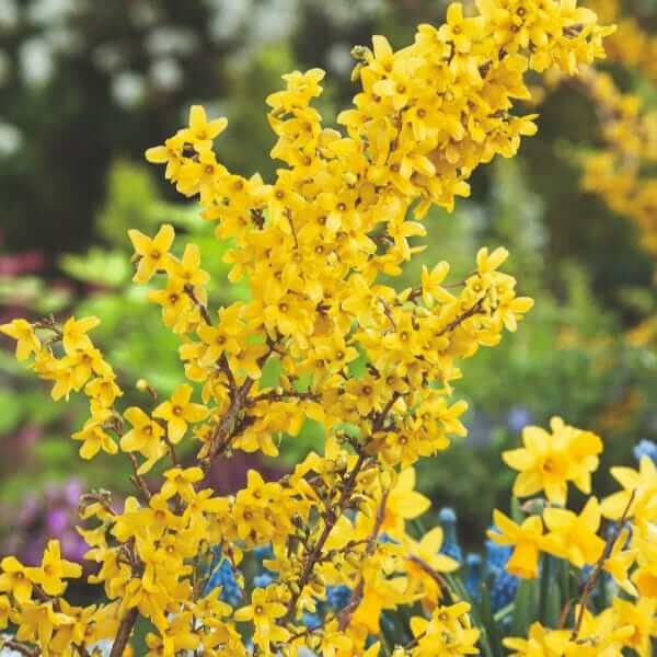 Forsythia Seeds - Flower Plant for Home Gardens