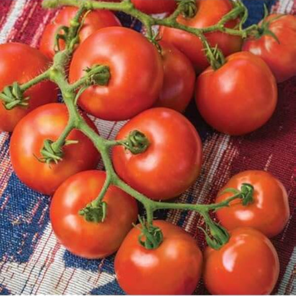 Fourth Of July Tomato Seeds - Vegetable Plant