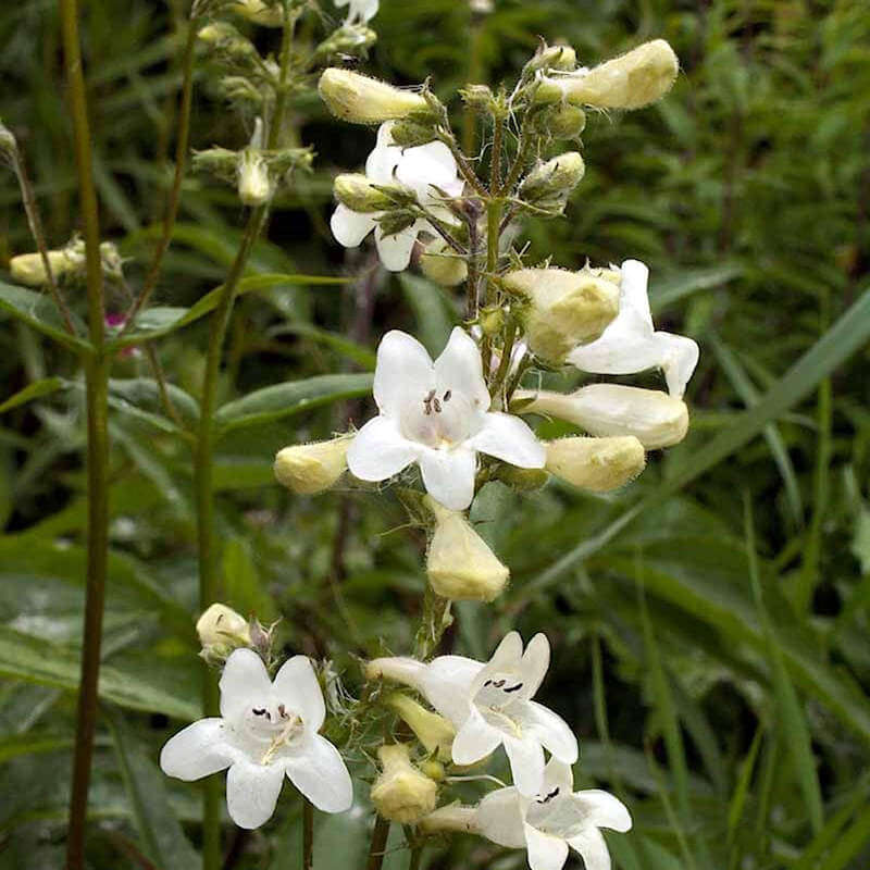 Foxglove Beardtongue Seeds - Flower Plant