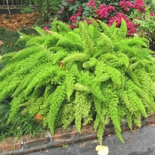 Foxtail Fern Seeds
