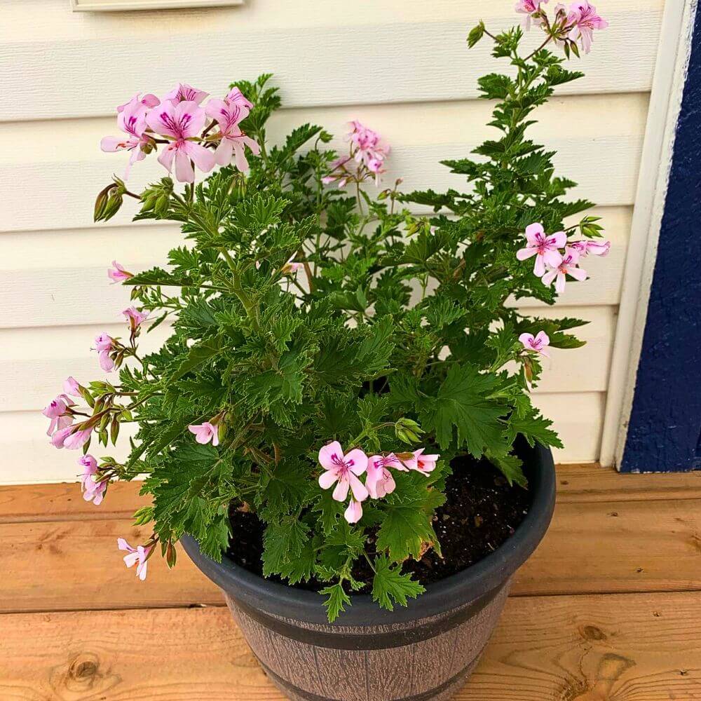Fragrant Citronella Seeds