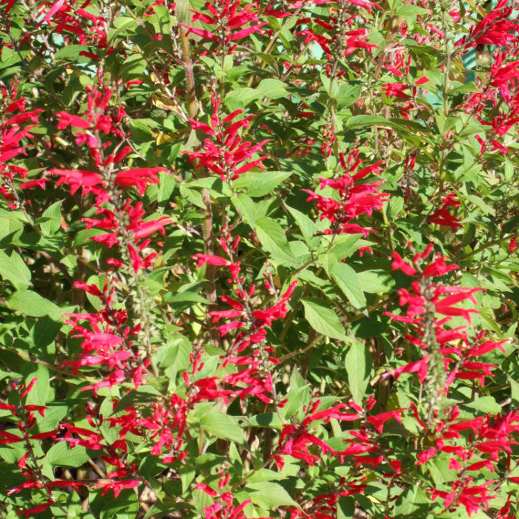 Fragrant Edible Pineapple Sage Seeds