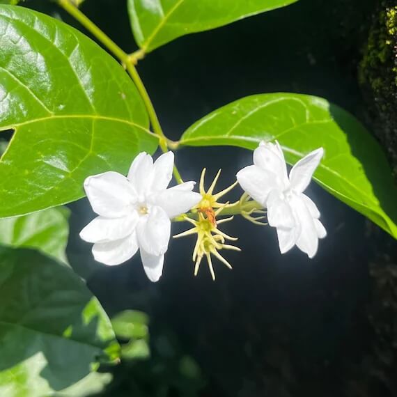 Fragrant Jasmine Seeds
