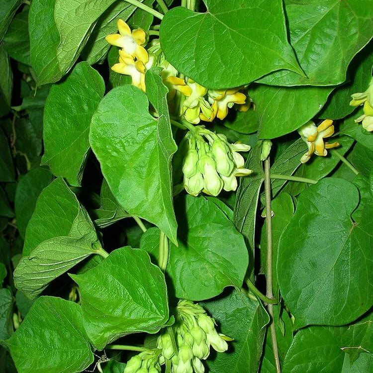 Fragrant Vine Telosma Cordata Seeds
