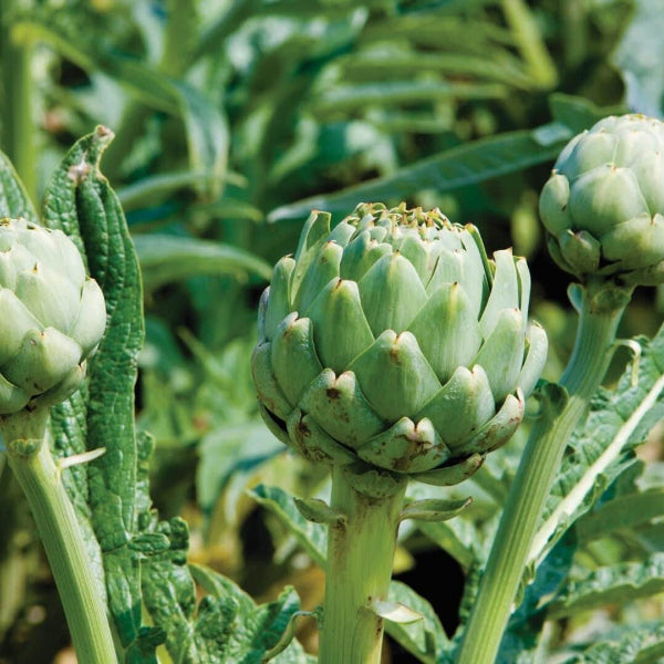 French Artichoke Seeds