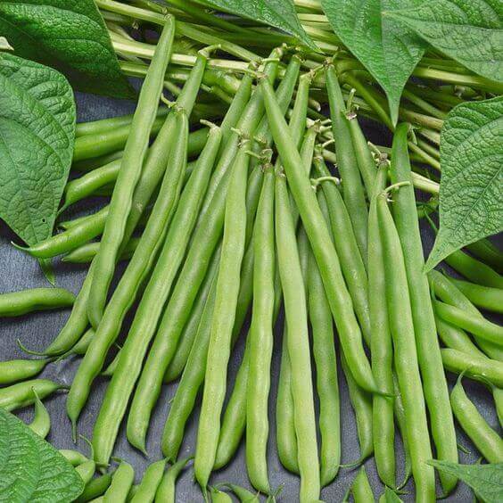 French Bean Seeds