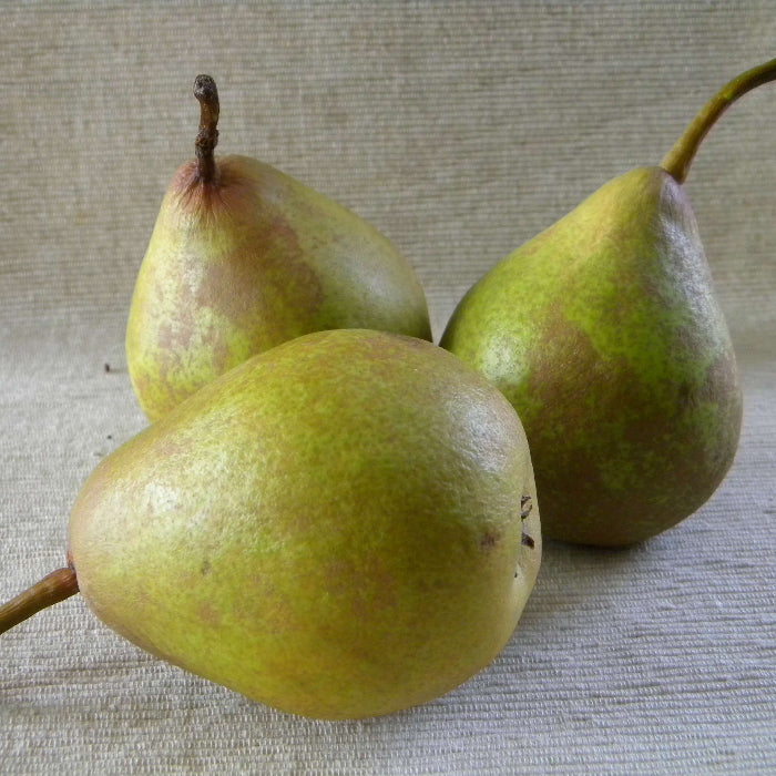 French Butter Pear Seeds
