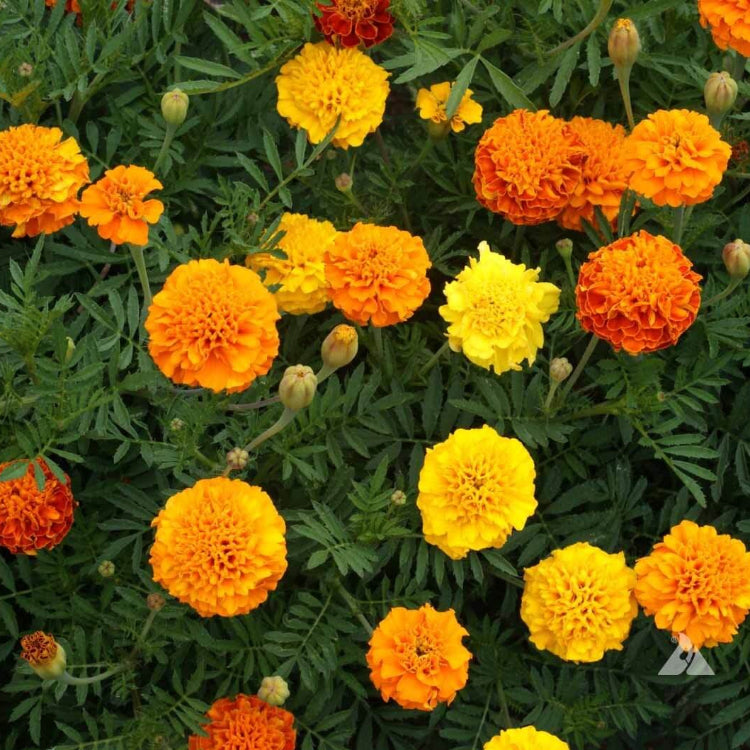 French Marigold Petite Mix Seeds - Heirloom Flower Plant for Home Gardens