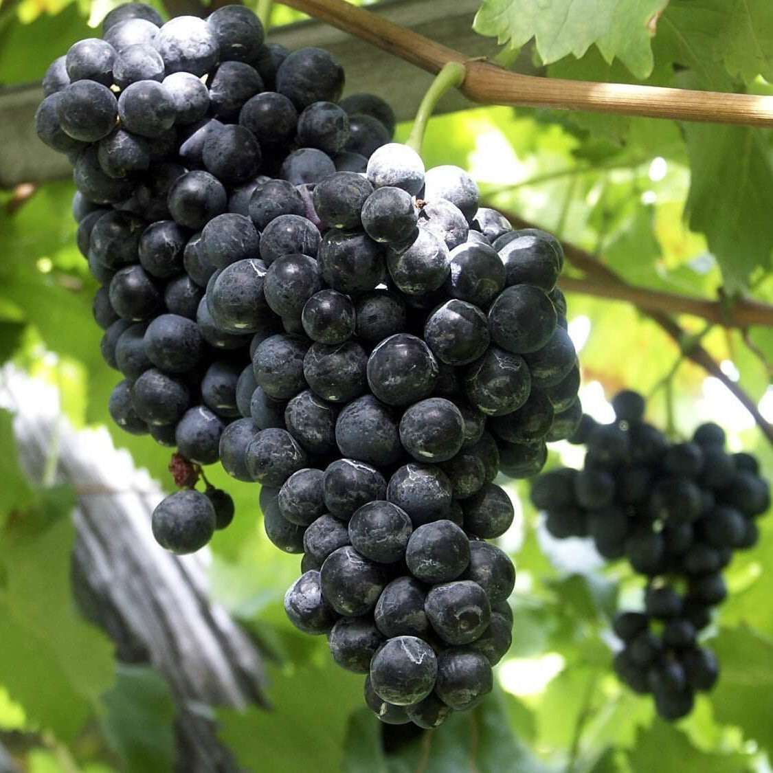 Fresh Dark Purple Grape Seeds