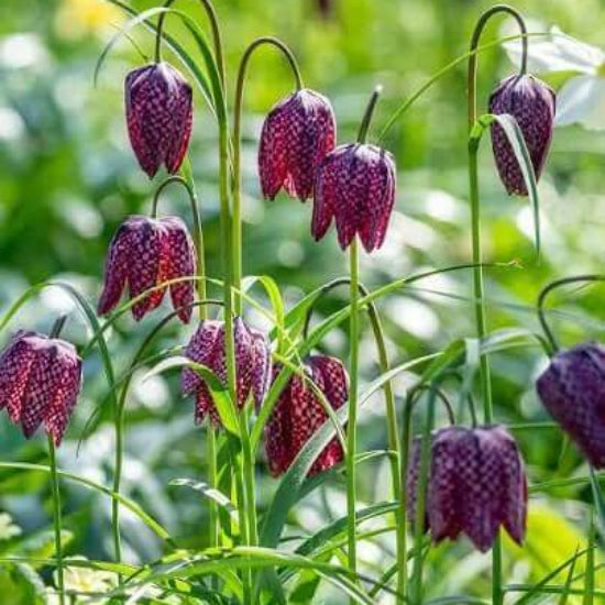 Fritillaria Seeds