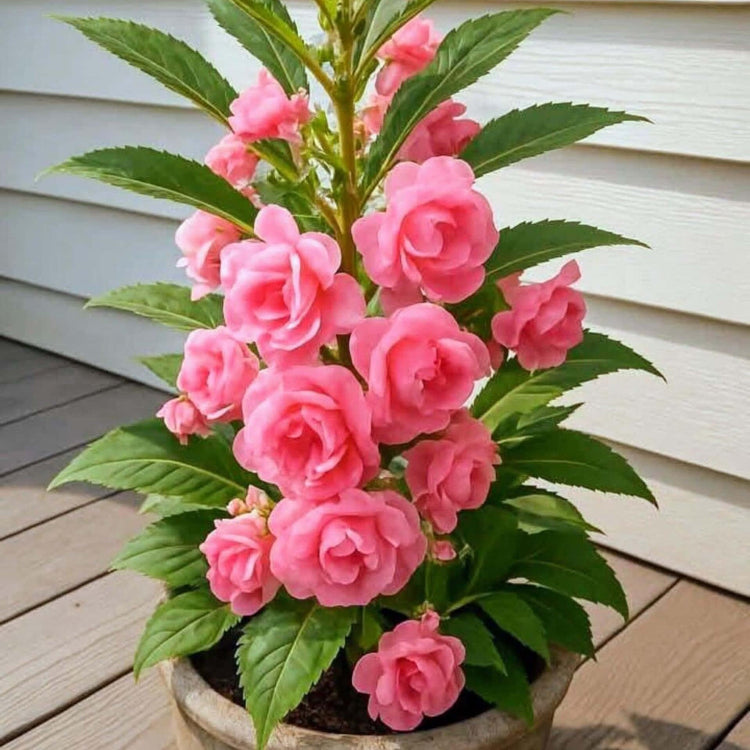 Full_Pink_Balsamine_Seeds_-_Flower_Plant
