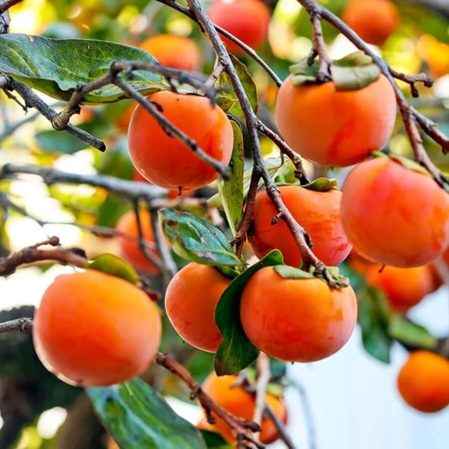 Fuyu Persimmon Seeds - Fruit Plant