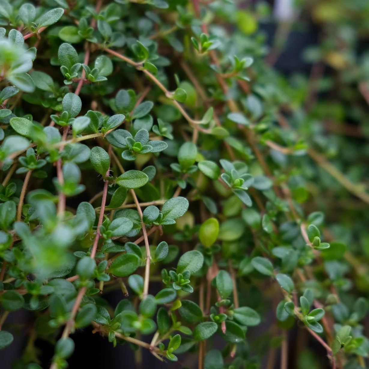 Fuzzy Thyme Seeds