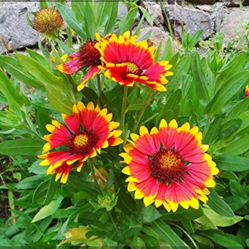 Gaillardia Seeds - Flower Plant