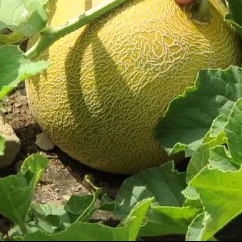 Galia Melon Seeds