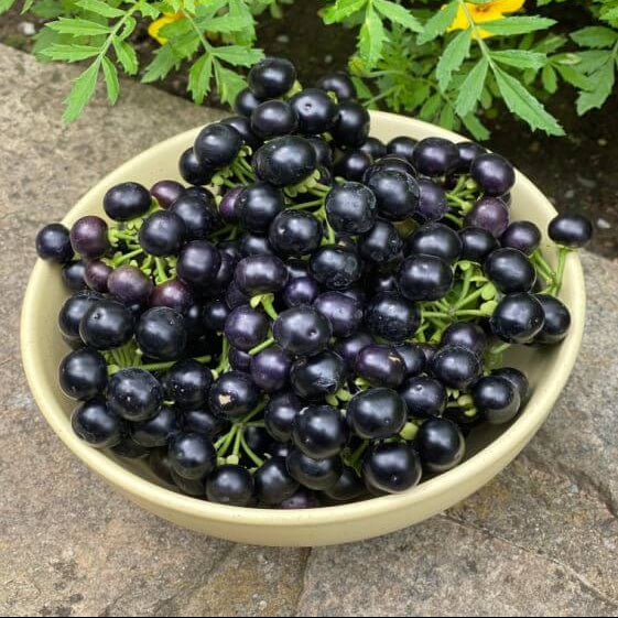Garden huckleberry seeds - Fruit Plant
