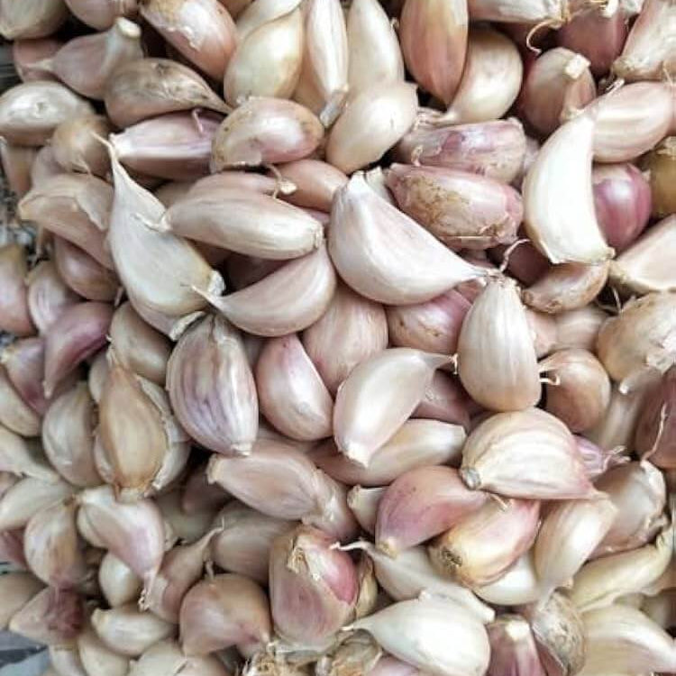 Garlic seeds - Vegetable Plant