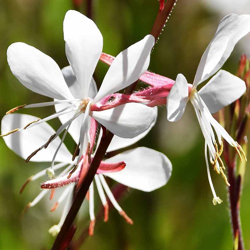 Gaura Seeds - Flower Plant for Home Gardens