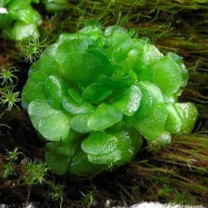 Genlisea aurea Seeds – Carnivorous Plant Seeds for Home Gardens