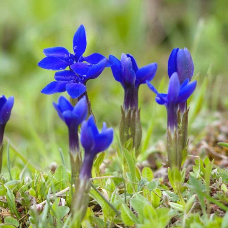 Gentian Seeds - Flower Plant