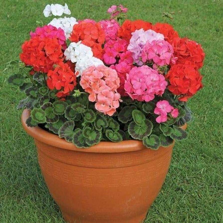 Geranium Seeds - Flower Plant
