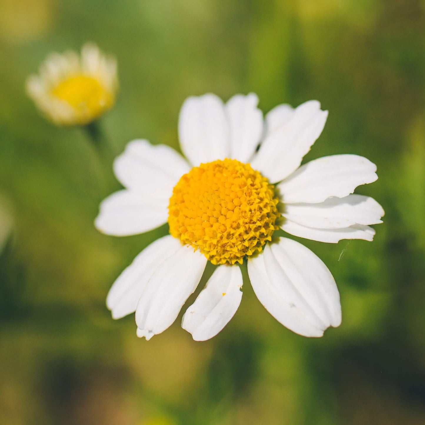 German Chamomile Chamomile Seeds