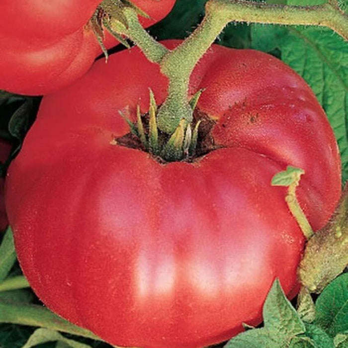 German Johnson Tomato Seeds - Vegetable Plant