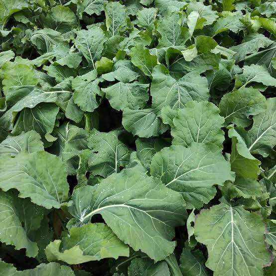 German Kale Seeds