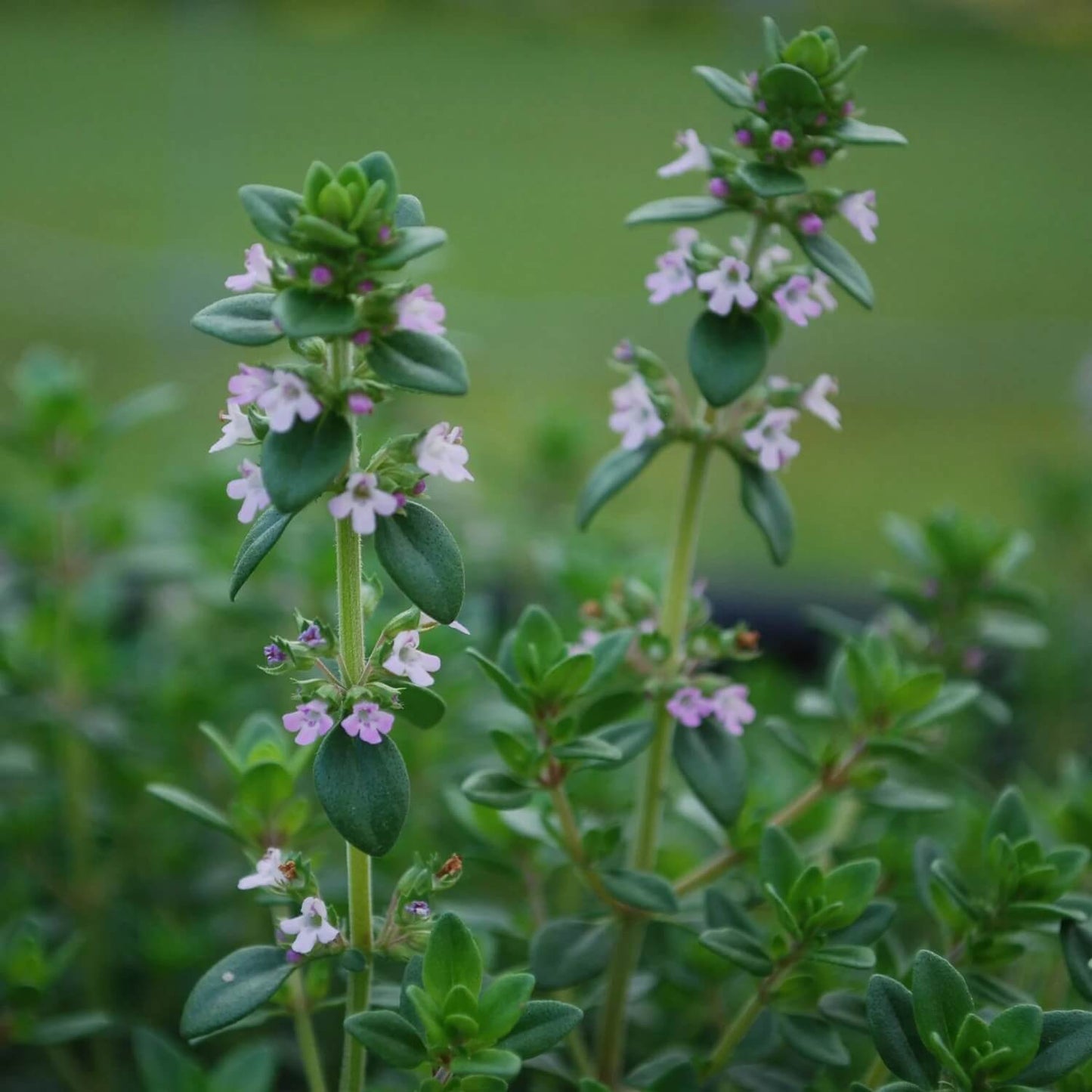 German Winter Thyme Seeds - Herbal Plant