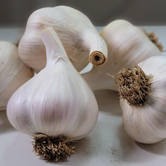 German extra hardy garlic seeds - Vegetable Plant