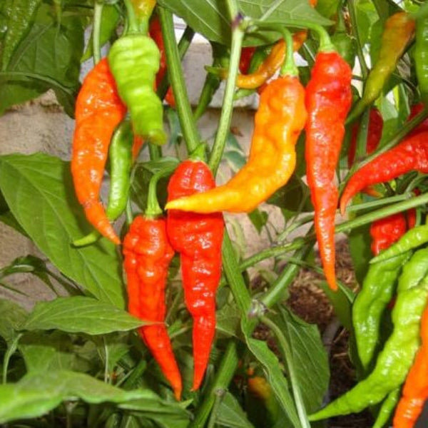 Ghost Pepper Seeds - All In One For Home Gardens