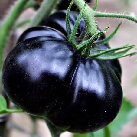 Giant Black Tomato Seeds